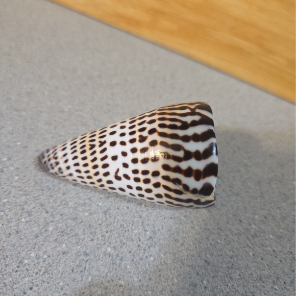 Other - Vintage Conus Litteratus Cone Seashell Hawaii Coast 1990, 3 Inch